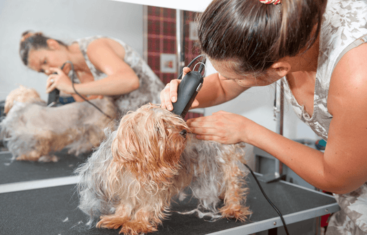 Recognizing when Blades Need to be Sharpened or Replaced: A Detailed Guide for Dog Groomers Using Groomsaber Blades
