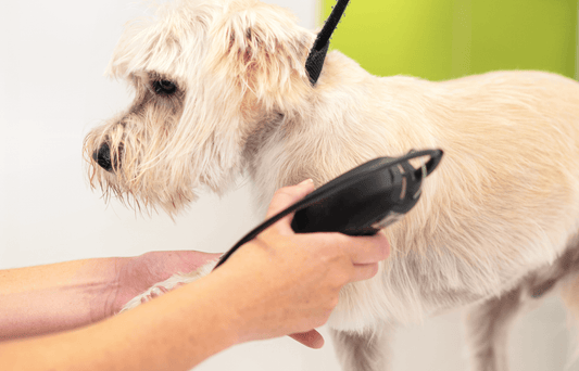 The Evolution of Dog Grooming Blades: A Journey to Groomsaber's Excellence
