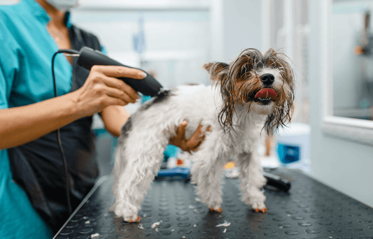 Perfect the Cut: A Comprehensive Guide to Choosing the Right Blade for Dog Grooming