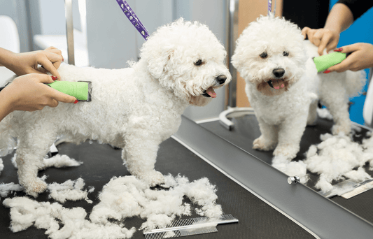 Techniques for Safe Blade Use in Dog Grooming