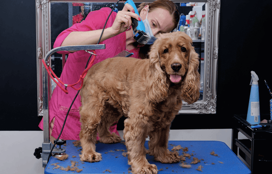 The Impact of Quality Blades on your Dog Grooming Business