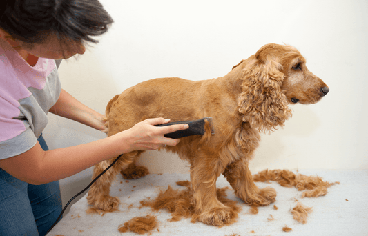 Troubleshooting Common Blade Problems: A Comprehensive Guide for Dog Groomers using Groomsaber Blades