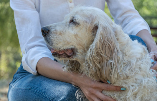 Navigating the Challenges of Grooming Elderly Dogs: Tips and Techniques