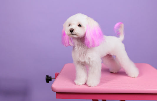The Art and Science of Dog Hair Dyeing