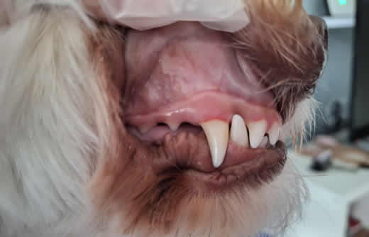 Enhancing Dental Care for Dogs